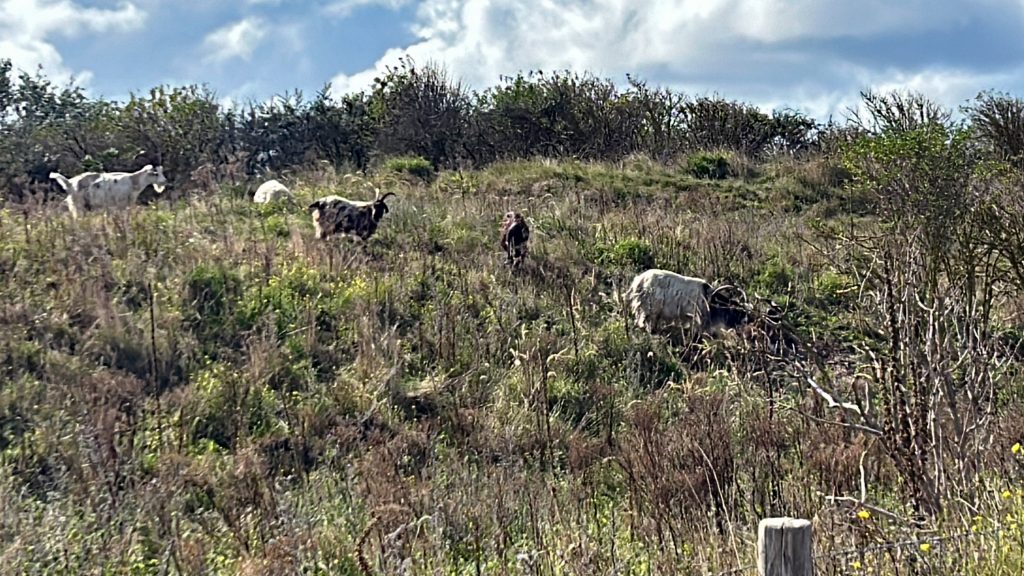 Goats roam free on the sand dunes