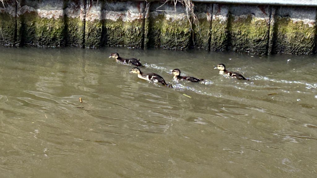 Small ducklings get excited as NB Fantasma passes