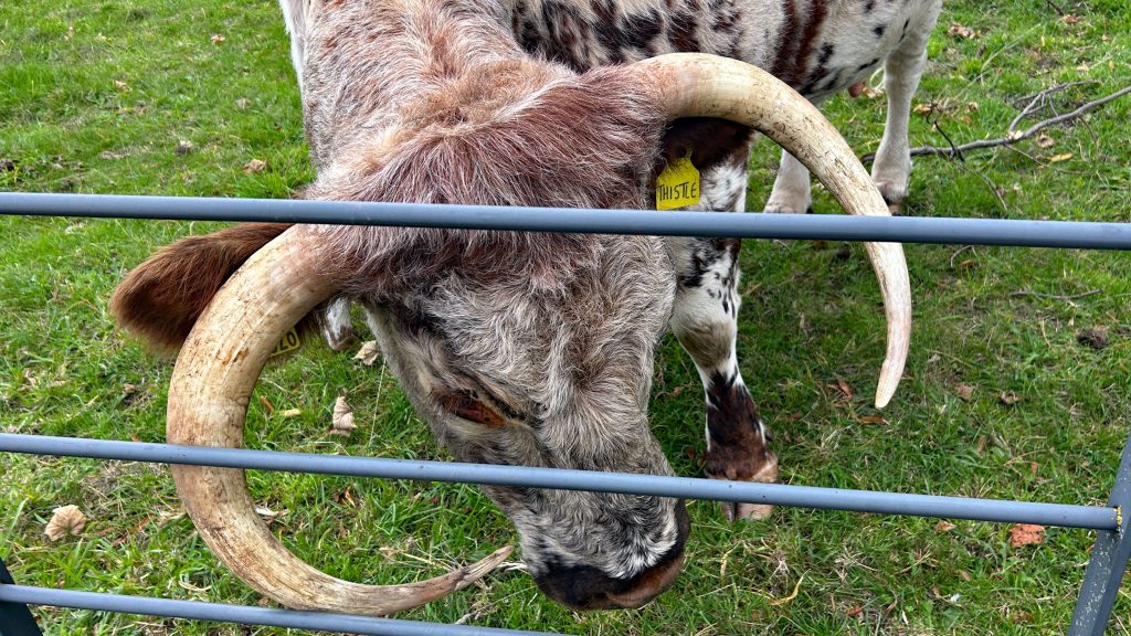 Longhorn cow on Park Farm Shugborough Estate