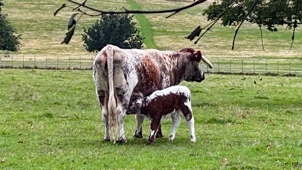 Longhorn mother and calf