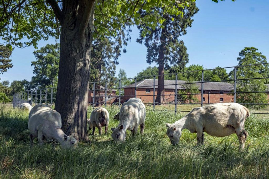 Flock of Southdown Sheep