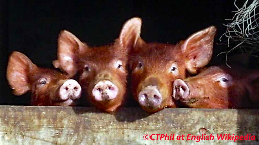 Tamworth Piglets